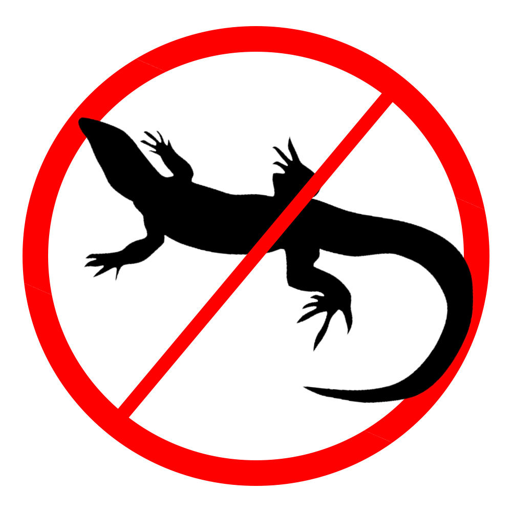 Lizards / Geckos
